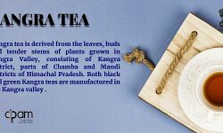 कांगड़ा चाय : Covid-19 से लड़ने में HIV दवाओं से ज़्यादा कारगर कांगड़ा चाय : Covid-19 से लड़ने में HIV दवाओं से ज़्यादा कारगर