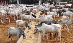 सूबे में गोशालाओं को आत्मनिर्भर बनाया जायेगा