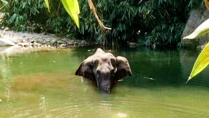 गर्भवती हथिनी को खिलाया पटाखों से भरा अनानास, किया मानवता को शर्मसार