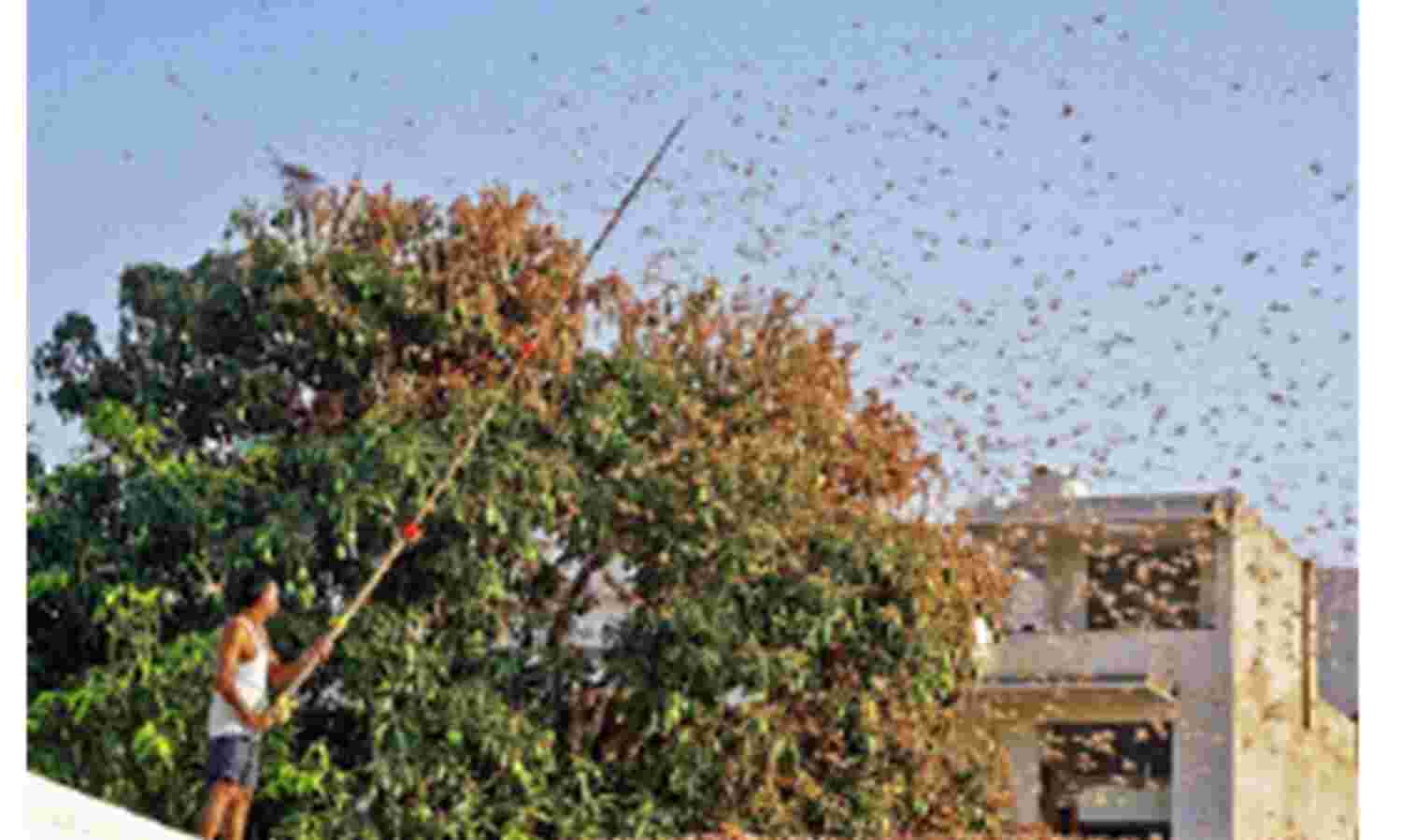 लापरवाही की वजह से टिड्डी दल अभी मचाता रहेगा तबाही