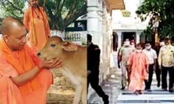 सीएम योगी ने खिलाई गायों को गुड़-रोटी, गोरखनाथ मंदिर में की पूजा-अर्चना सीएम योगी ने खिलाई गायों को गुड़-रोटी, गोरखनाथ मंदिर में की पूजा-अर्चना