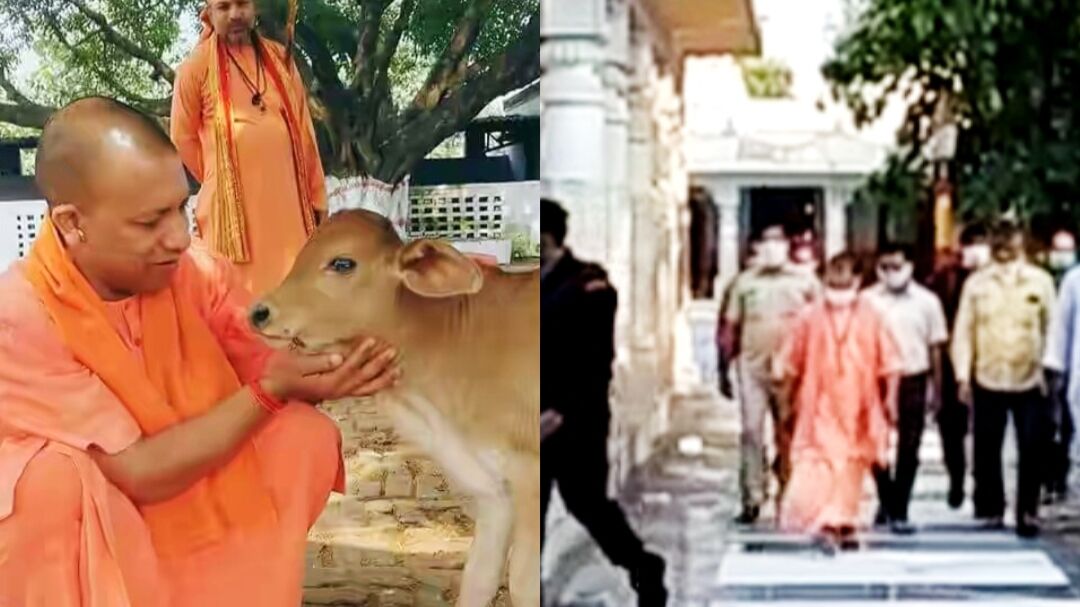 सीएम योगी ने खिलाई गायों को गुड़-रोटी, गोरखनाथ मंदिर में की पूजा-अर्चना