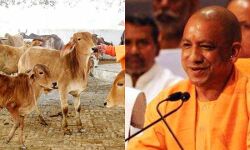 योगी सरकार ने उठाया गोवंश रक्षा को बड़ा कदम, अब गोवध पर होगी जेल और जुर्माना
