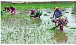 धान के सीजन में सीधे किसानों के खातों में आएगी रकम