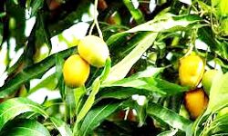 आम उत्पादकों के लिए घाटे का हो सकता है इस बार का सीजन