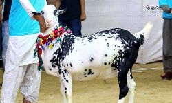 बकरीद को लेकर अखिल भारतीय जमीयतुल कुरैश का महाराष्ट्र सरकार से आग्रह बकरीद को लेकर अखिल भारतीय जमीयतुल कुरैश का महाराष्ट्र सरकार से आग्रह