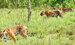 जिम कॉर्बेट व राजाजी में गुंज़ाइश से ज्यादा हुए वन्यजीव जिम कॉर्बेट व राजाजी में गुंज़ाइश से ज्यादा हुए वन्यजीव