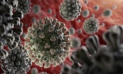 63 प्रतिशत हुई कोरोना से ठीक होने की दर, देश में नहीं है सामुदायिक प्रसार: स्वास्थ्य मंत्री 63 प्रतिशत हुई कोरोना से ठीक होने की दर, देश में नहीं है सामुदायिक प्रसार: स्वास्थ्य मंत्री