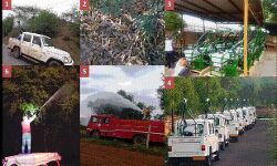 केंद्र सरकार के 200 से अधिक कर्मचारी 60 नियंत्रण टीमें बनाकर कर रहे टिड्डी नियंत्रण