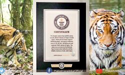भारत के लिए महान क्षण,बाघों की गणना में बनाया गिनीज वर्ल्ड रिकॉर्ड : जावड़ेकर भारत के लिए महान क्षण,बाघों की गणना में बनाया गिनीज वर्ल्ड रिकॉर्ड : जावड़ेकर