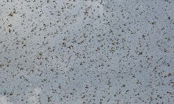 दो किलोमीटर लंबे-चौड़े टिड्डी दल का सिरसा में हमला, फसल को भारी नुकसान दो किलोमीटर लंबे-चौड़े टिड्डी दल का सिरसा में हमला, फसल को भारी नुकसान