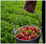 बिहार के नेतरहाट में स्ट्राबेरी की खेती बिहार के नेतरहाट में स्ट्राबेरी की खेती