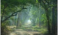 मत्तेवाड़ा जंगल करता है लुधियाना के प्रदूषण को साफ