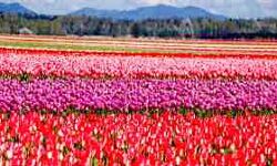 लीज पर मिलेंगे सरकारी बगीचे लीज पर मिलेंगे सरकारी बगीचे