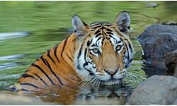 बाघों के लिए भी चिंता बाघों के लिए भी चिंता