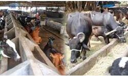 गांवों में मिले रोजगार को बढ़ावा गांवों में मिले रोजगार को बढ़ावा