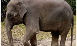 इंसान और हाथियों में बढ़ता संघर्ष इंसान और हाथियों में बढ़ता संघर्ष