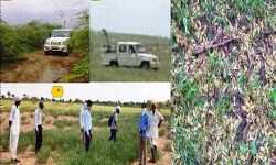 अब तक 10 राज्यों में चलाए गए टिड्डी नियंत्रण अभियान अब तक 10 राज्यों में चलाए गए टिड्डी नियंत्रण अभियान