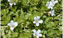 ब्राह्मी का सेवन करने से मजबूत होती है याददाश्त