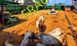 COW शेल्टर खोलने के नाम पर FRAUD, ऐंठ लिए लाखों रुपए COW शेल्टर खोलने के नाम पर FRAUD, ऐंठ लिए लाखों रुपए