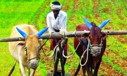 किसान पैदावार ओने पौने दाम बेचने को विवश नहीं, दुगनी आमदनी का रास्ता साफ किसान पैदावार ओने पौने दाम बेचने को विवश नहीं, दुगनी आमदनी का रास्ता साफ