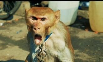 बन्दर ने किया हमला तो जान दे बैठा बुजुर्ग