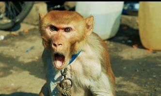 बन्दर ने किया हमला तो जान दे बैठा बुजुर्ग