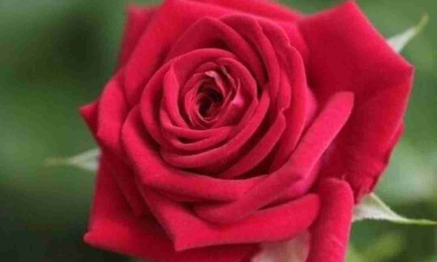 डॉक्यूमेंट्री: मानवरहित रेलवे क्रॉसिंग पर फूल गुलाब के