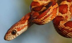 सांप ने आखिर क्यूं ली जुड़वा बहनों की जान