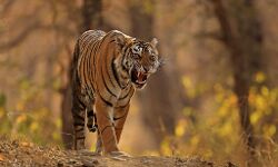 युवक ने किया खूंखार टाइगर का मुकाबला युवक ने किया खूंखार टाइगर का मुकाबला