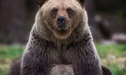 भालू के पित्त तथा कस्तूरी के साथ गिरफ्तार