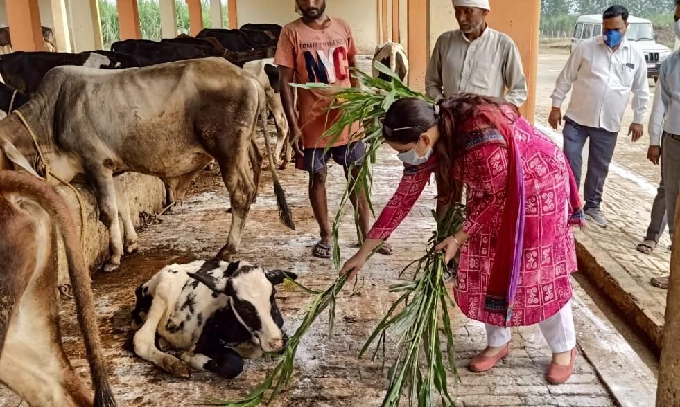 डीएम जसजीत कौर ने औचक निरीक्षण कर खुद गोवंशौ को खिलाया गुड एवं चारा