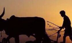 किसान पर लेखपाल ने लिखाया मुकदमा