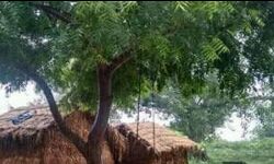 नीम के पेड़ पर फांसी का फंदा नीम के पेड़ पर फांसी का फंदा
