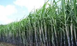 खेत में सो रहे किसान की पीट-पीटकर हत्या खेत में सो रहे किसान की पीट-पीटकर हत्या