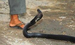 सोते हुए सांप ने डसा