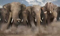 हाथी चले जंगल की ओर हाथी चले जंगल की ओर