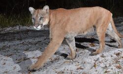 4 साल की बालिका को उठा ले गया पैंथर 4 साल की बालिका को उठा ले गया पैंथर