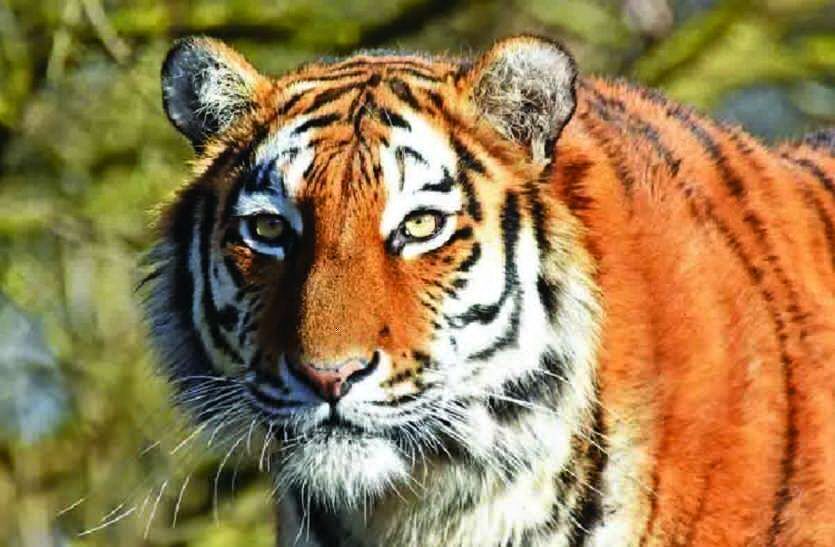 बाघिन टी-99 ने दिया तीन श्रावकों को जन्म बाघिन टी-99 ने दिया तीन श्रावकों को जन्म