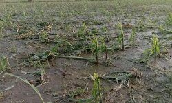 बारिश ने बर्बाद की खेतों में खड़ी खरीफ की फसलें
