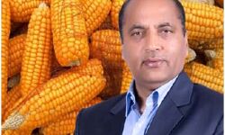 हिमाचल का मक्का और कृषि बिल हिमाचल का मक्का और कृषि बिल