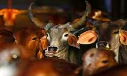 कई मुकदमों में वांछित कुख्यात गो तस्कर चढ़ा पुलिस के हत्थे