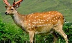 हिरण के मांस के साथ 5 गिरफ्तार हिरण के मांस के साथ 5 गिरफ्तार