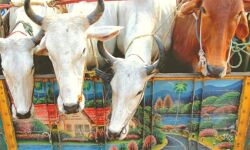 मुठभेड़ में कराए गोवंश मुक्त, चार तस्कर गिरफ्तार मुठभेड़ में कराए गोवंश मुक्त, चार तस्कर गिरफ्तार