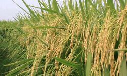 किसानों से अनुरोध केंद्रों पर लाएं साफ व सूखा धान- निहारिका सिंह