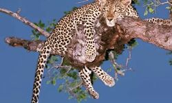 करंट से किया तेंदुए का शिकार करंट से किया तेंदुए का शिकार