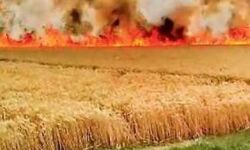 पराली के धुएं की वजह से पुलिसकर्मी समेत पांच की मौत