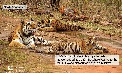 Watch Video ~ पन्ना टाईगर रिजर्व को मिला अंतरराष्ट्रीय गौरव Watch Video ~ पन्ना टाईगर रिजर्व को मिला अंतरराष्ट्रीय गौरव