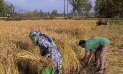 100 कुन्तल धान बेचा तो किसान का होगा सत्यापन 100 कुन्तल धान बेचा तो किसान का होगा सत्यापन