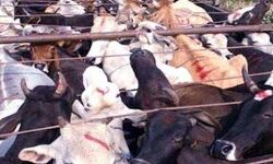 पशु तस्करों ने कर दिया पुलिस टीम पर हमला पशु तस्करों ने कर दिया पुलिस टीम पर हमला